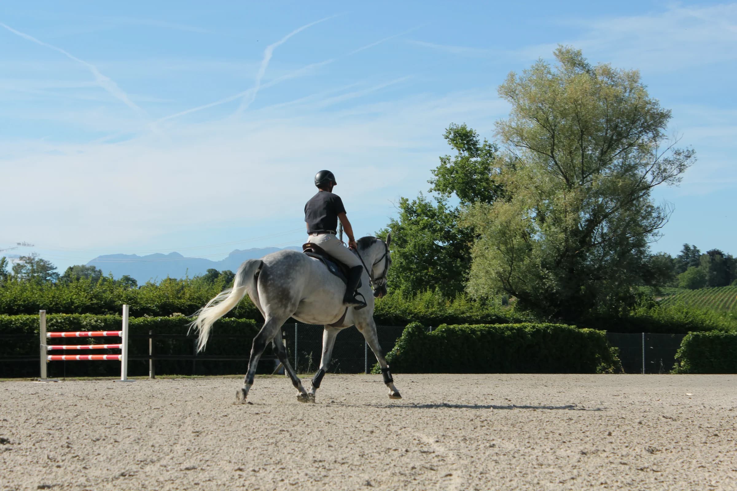 Cheval dans les écuries de propriétaires de la Pallanterie