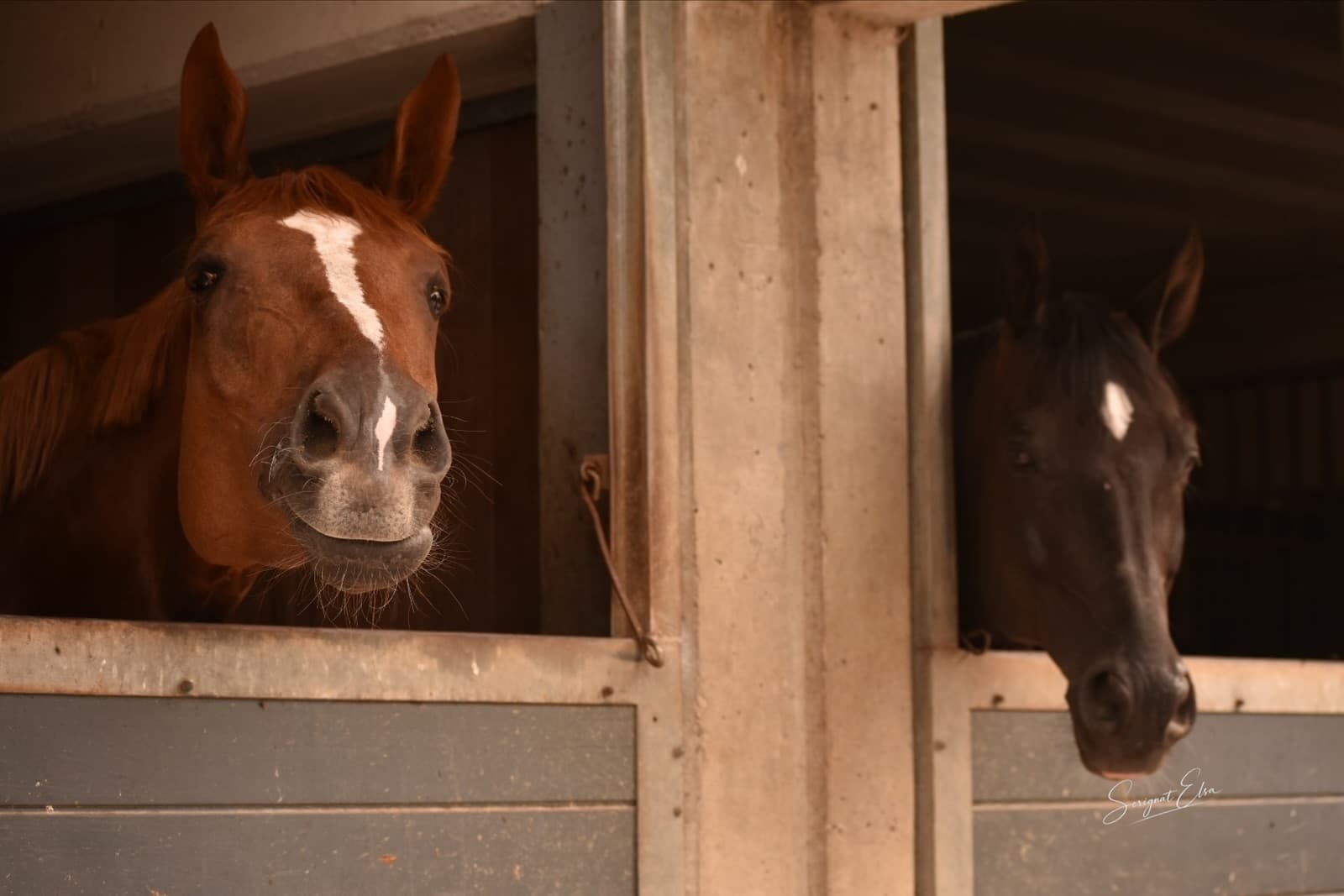 Une nouvelle saison au rythme des chevaux